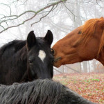 Foto von zwei Pferden
