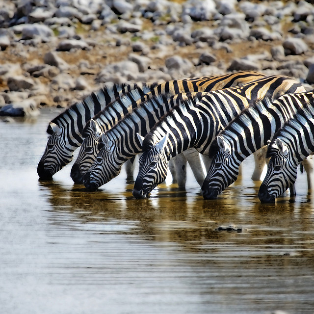 Zebras trinken gemeinsam am Fluss (Quelle: Aftab Uzzaman auf https://www.flickr.com/photos/aftab/4175036335/)