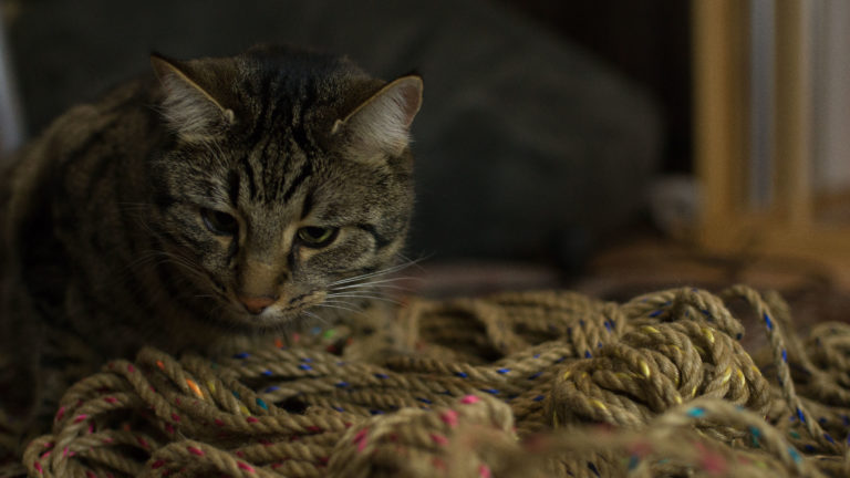 Katze sitzt vor einigen Seilen